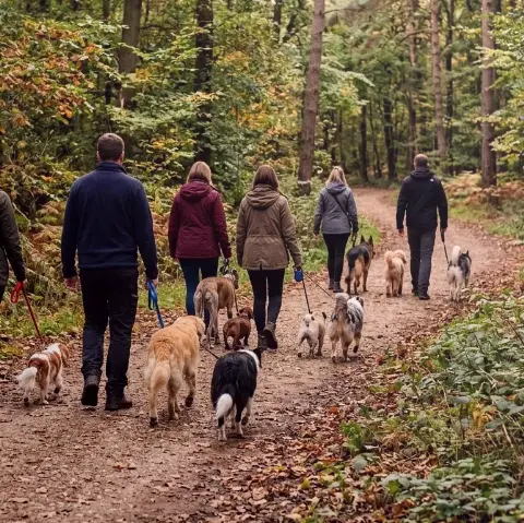 Dach Ast – Teamarbeit